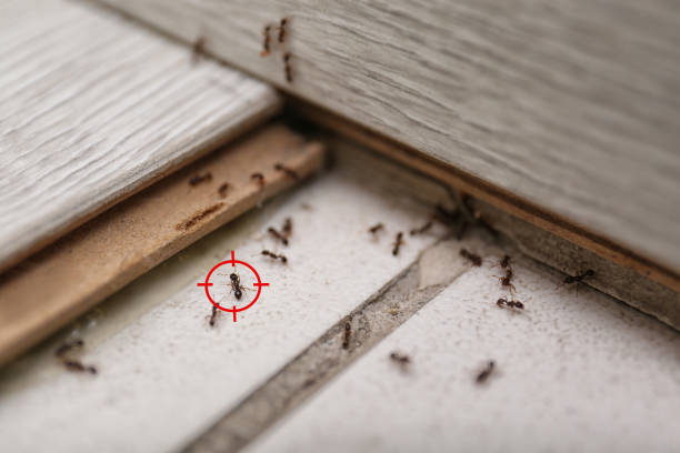 Best Pest Removal Services  in Woodland Hills, UT